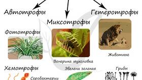 Что использует фотосинтез